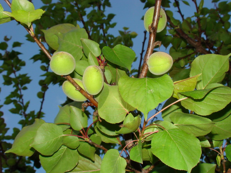 Sviluppo vegetale dell'' albicocco Prunus armeniaca